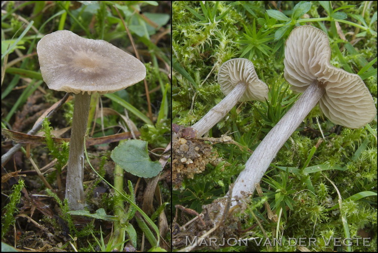 Zijdeglanssatijnzwam - Entoloma lucidum